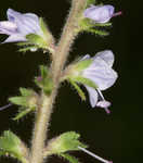 Common gypsyweed